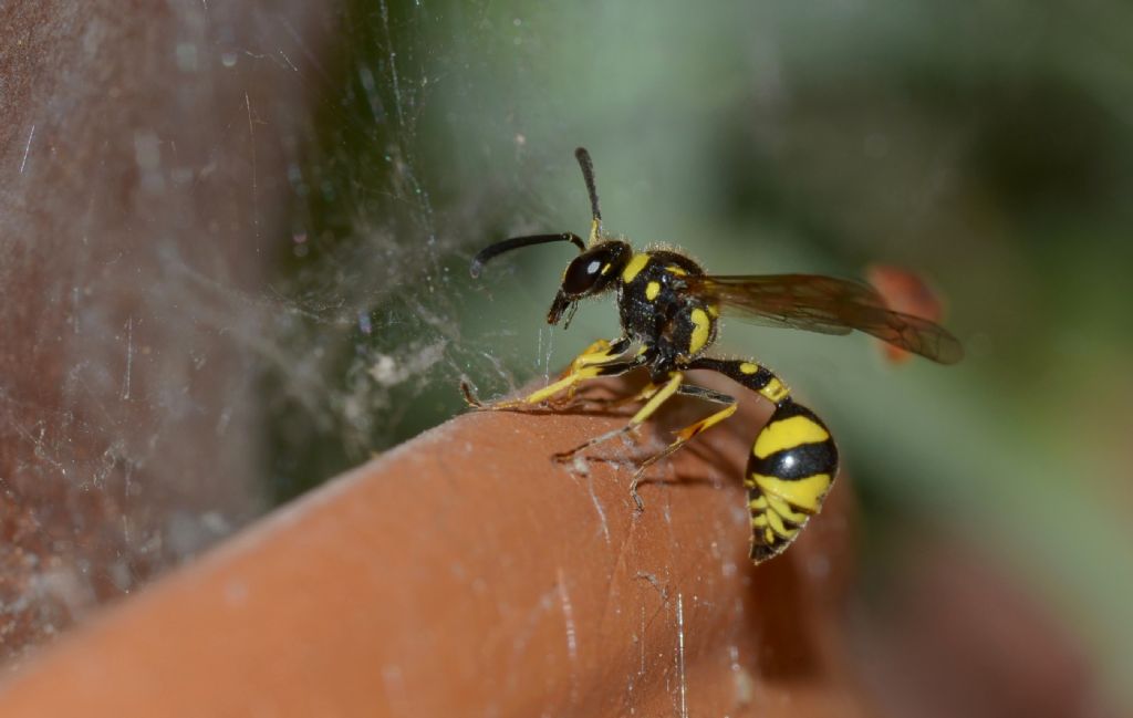 Eumenes sp. e tela ragno